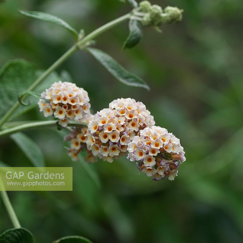 Buddleja weyeriana 'Moonlight', Butterfly Bush, a summer flowering shrub with rounded panicles of pale golden flowers attractive to insects.