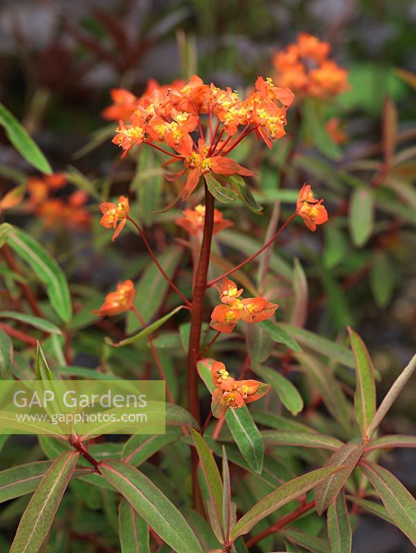 Euphorbia griffithii Fireglow, a herbaceous perennial with fiery heads in spring and summer.