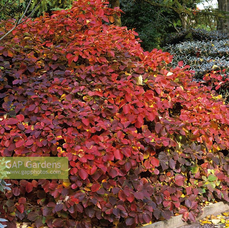 Fothergilla major Monticola Group with rich autumn colour