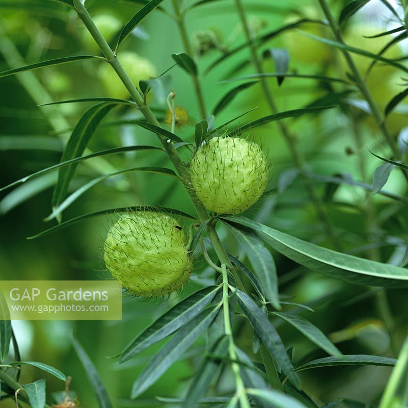 Gomphocarpus physocarpus has unusual, inflated green hairy seed pods the size of a ping-pong ball.