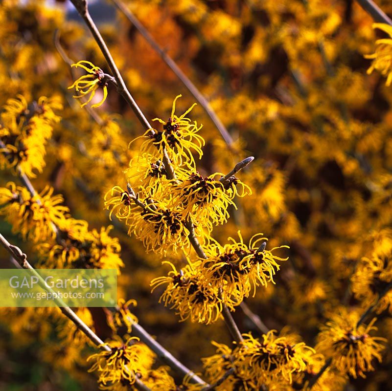 Hamamelis x intermedia 'Andrea', a small deciduous tree bearing spidery clusters of sulphur yellow flowers