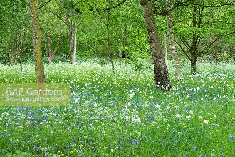 Narcissus poeticus var. recurvus, Hyacinthoides non-scripta, cow parseley and buttercups naturalised in rough grass in light woodland with birch trees