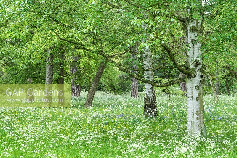 Narcissus poeticus var. recurvus, Hyacinthoides non-scripta, cow parseley and buttercups naturalised in rough grass in light woodland with birch trees