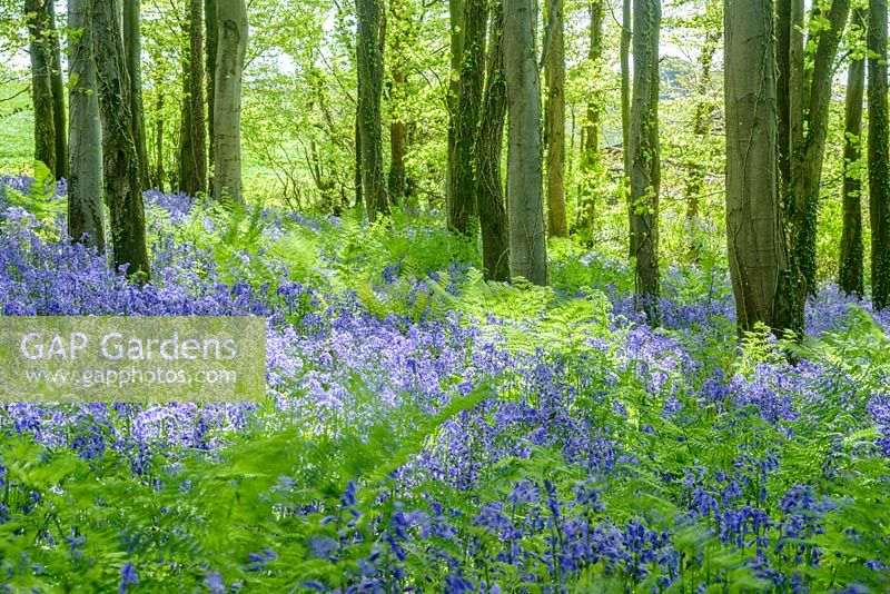 Bluebell wood in Dorset