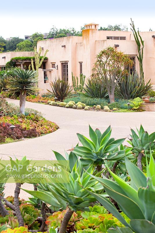 View of contemporary house and drive with mixed beds and borders containing succulents and cactus. Suzy Schaefer's garden, Rancho Santa Fe, California, USA