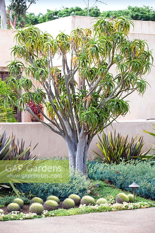 Aloe bainesii, Tree Aloe. Suzy Schaefer's garden, Rancho Santa Fe, California, USA