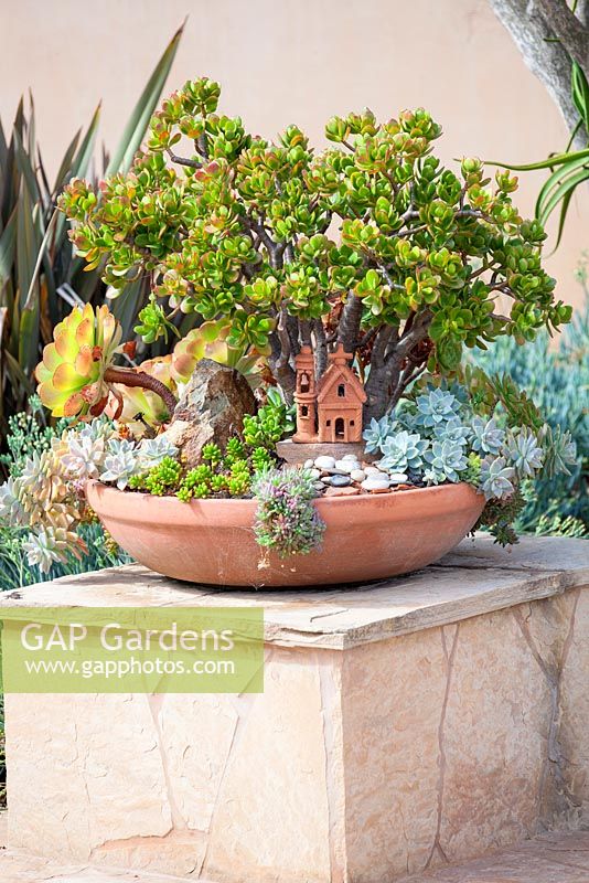 Suzy Schaefer's garden, Rancho Santa Fe, California, USA. Terracotta container with a Crassula ovata plant and other succulents.