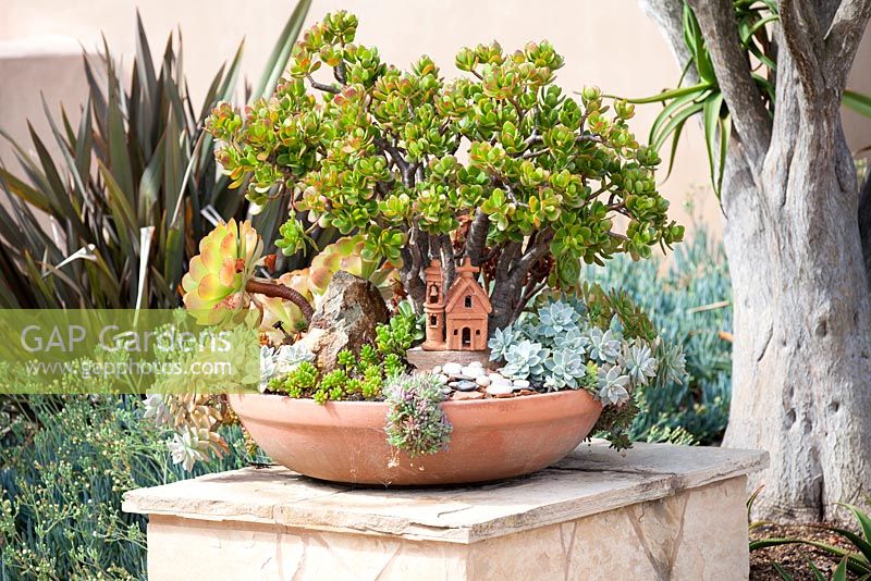 Suzy Schaefer's garden, Rancho Santa Fe, California, USA. Terractotta container with a Crassula ovata plant and other succulents.
