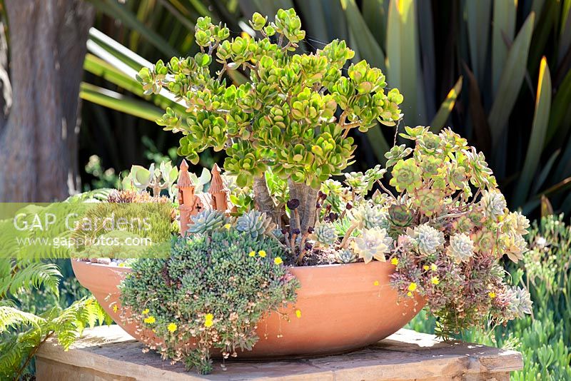 Crassula ovata in succulant display in terracotta container. Suzy Schaefer's garden, Rancho Santa Fe, California, USA.