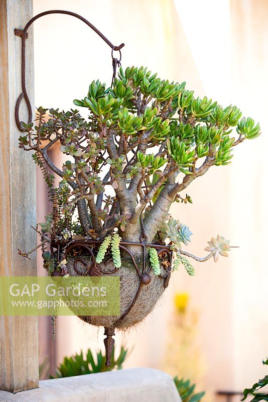 Crassula ovata Gollum in hanging iron basket.  Suzy Schaefer's garden, Rancho Santa Fe, California, USA