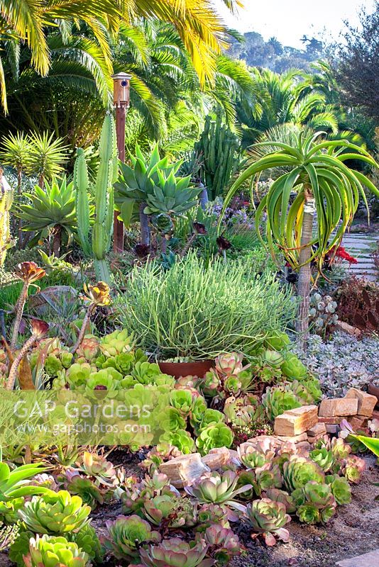 Euphorbia tirucalli and other Succulents and Cactus in Suzy Schaefer's garden, Rancho Santa Fe, California, USA.