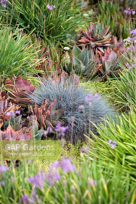 Helictotrichon sempervirens in mixed bed with succulents and pink flowerig Society Garlic. Suzy Schaefer's garden, Rancho Santa Fe, California, USA