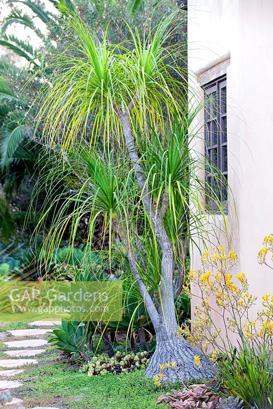 Beaucarnea recurvata, Elephant foot, Ponytail plant. Suzy Schaefer's garden, Rancho Santa Fe, California, USA
