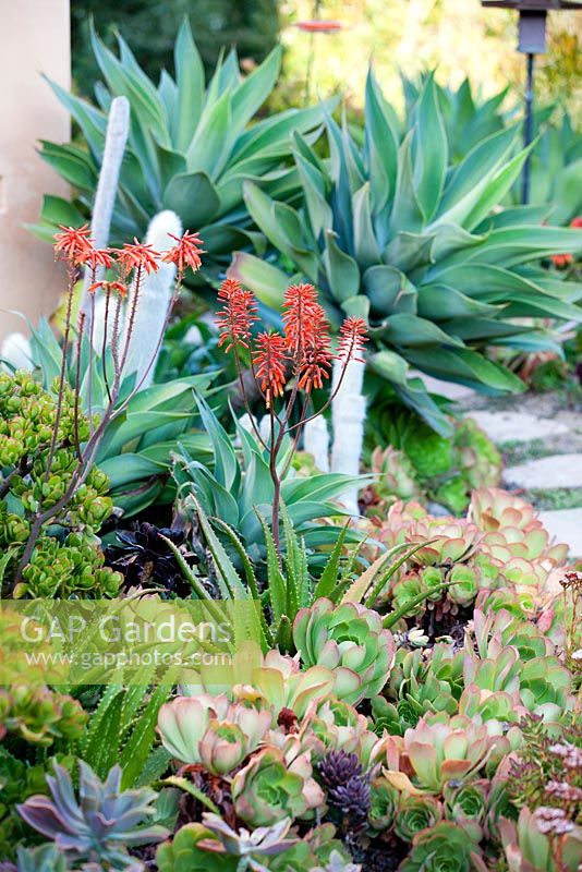 Aloe 'Rooikappie', Little Red Riding Hood Aloe in Succulent bed. Suzy Schaefer's garden, Rancho Santa Fe, California, USA