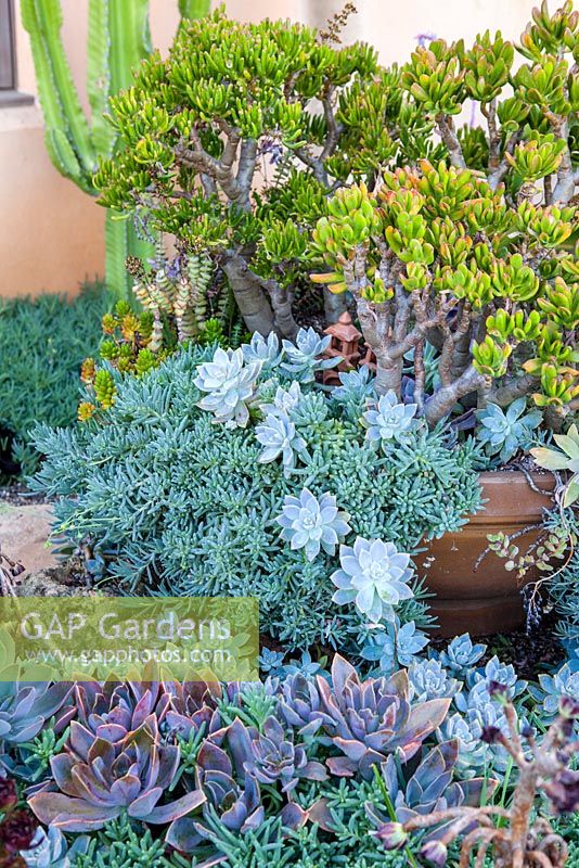 Crassula ovata and other succulents in a container. Suzy Schaefer's garden, Rancho Santa Fe, California, USA