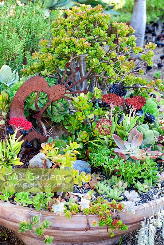 Crassula ovata 'Minima', and other succulents in terracotta container with metal ornament. Suzy Schaefer's garden, Rancho Santa Fe, California, USA.