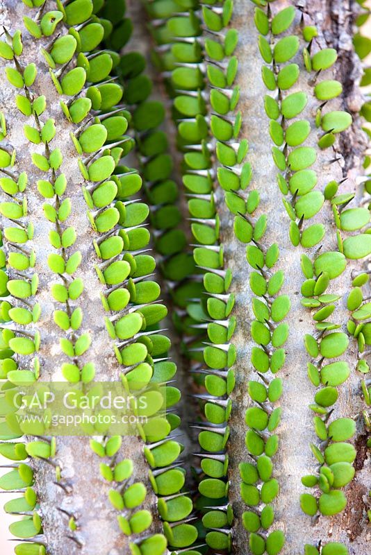 Alluauadia procera, Succulent. August. Close up plant portrait of stem with bright green foliage and thorns.  Suzy Schaefer's garden, Rancho Santa Fe, California, USA