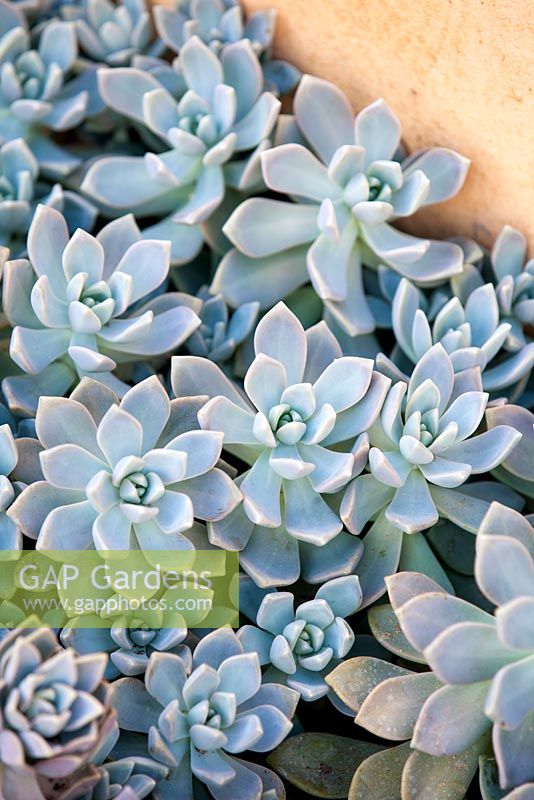 Graptopetalum paraguayense, Ghost plant. Succulent, August. Plant portrait of pale blue, grey and pink plant. Suzy Schaefer's garden, Rancho Santa Fe, California, USA