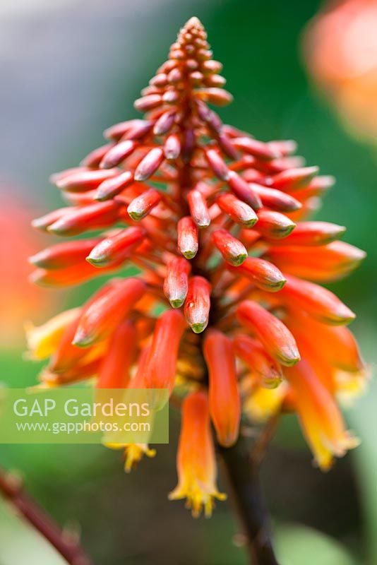 Aloe 'Rooikappie' - Little Red Riding Hood Aloe. Flowering succulent plant. Close up of bright red tinged with yellow flower. Suzy Schaefer's garden, Rancho Santa Fe, California, USA