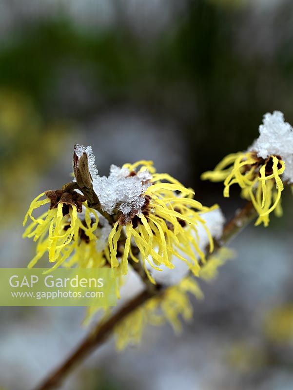 Witch hazel, a small deciduous tree which bears spidery, brightly coloured, fragrant flowers in midwinter. Hamamelis x intermedia Pallida.