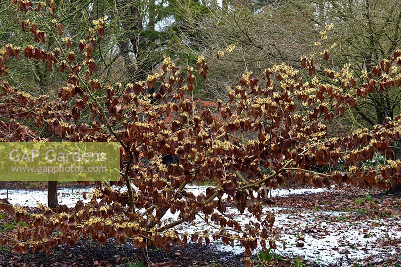 Hamamelis x intermedia 'Vesna', retaining old leaves through winter. Witch hazel, a small deciduous tree which bears spidery, brightly coloured, fragrant flowers in midwinter. 