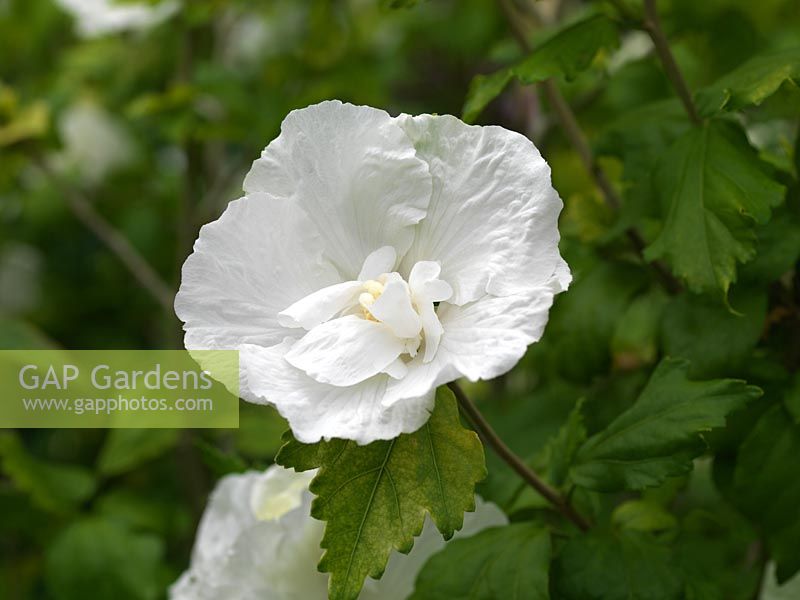 Hibiscus syriacus 'Diana', a shrub bearing white flowers in late summer.
