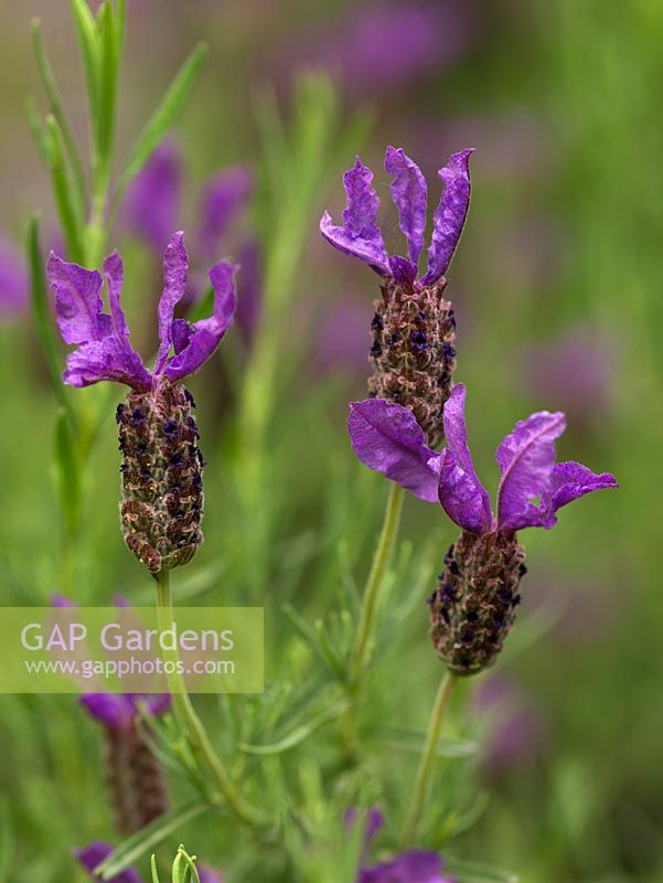 Lavandula stoechas, French lavender, a summer flowering shrub with bee-shaped, purple, aromatic flowers,