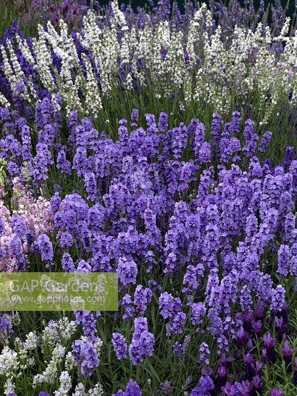 Lavandula angustifolia 'Melissa Lilac' at centre of other English lavenders, shrubs with aromatic foliage and scented flower spikes in shades of blue, purple, white or pink.
