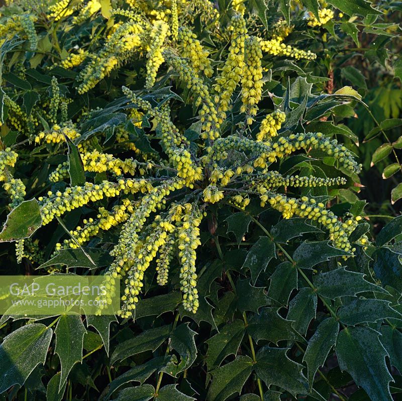 Mahonia x lindsayae 'Cantab', an evergreen shrub with glossy green toothed leaflets, some turning red in winter, and arching sprays of fragrant, yellow flowers.