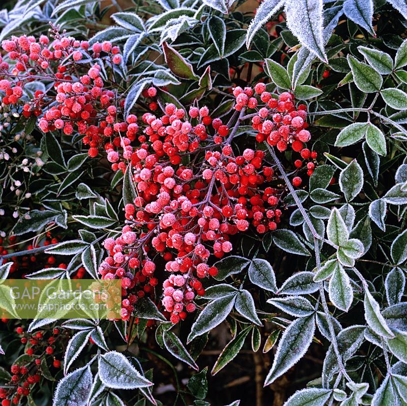 Nandina domestica, heavenly bamboo, an evergreen shrub with bright red berries throughout winter. Frost.