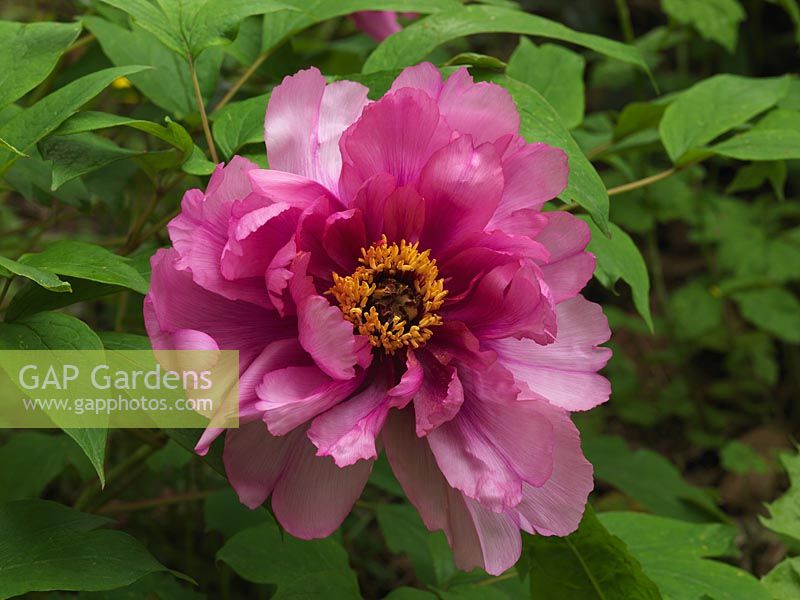 Paeonia suffruticosa 'Guillaume Tell', a tree peony with silky pink, double flowers in spring.