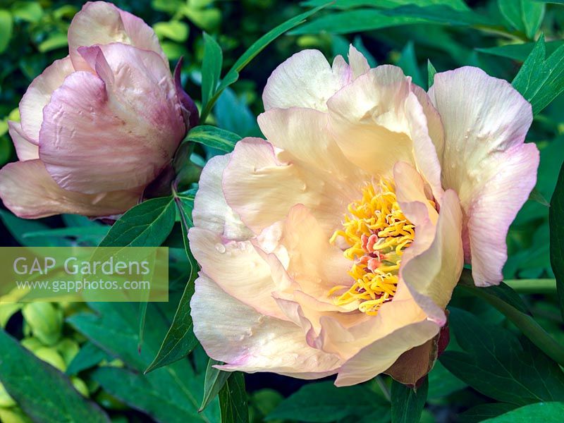 Paeonia Kelways 'Apricot Hybrid', a herbaceous peony flowering in spring with apricot yellow flowers made up of several rows of silky petals, suffused pink.