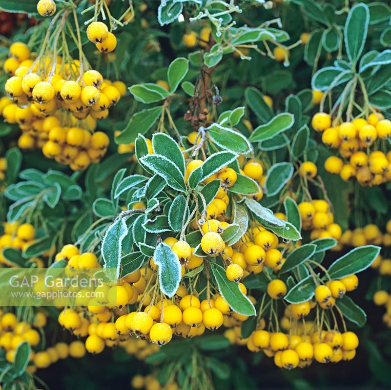 Pyracantha 'Soleil dOr', spiny evergreen shrub with glossy leaves, small white flowers in early summer, and orange yellow berries in autumn and winter. Frost.