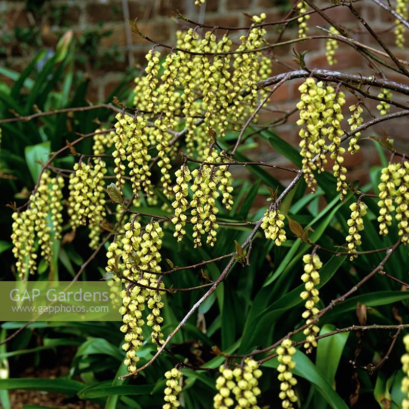 Stachyurus chinensis, a spreading, deciduous shrub bearing bell-shaped flowers in racemes from late winter.