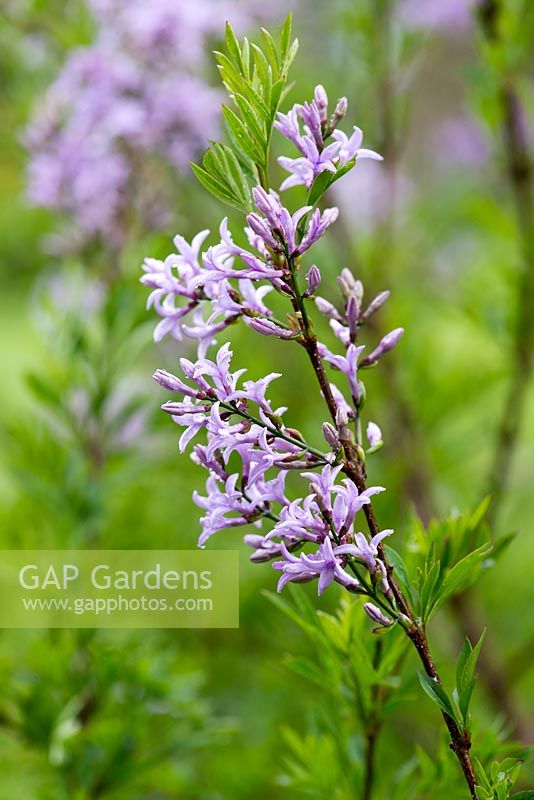 Syringa persica, Persian lilac, bears fragrant lilac coloured flowers in spring