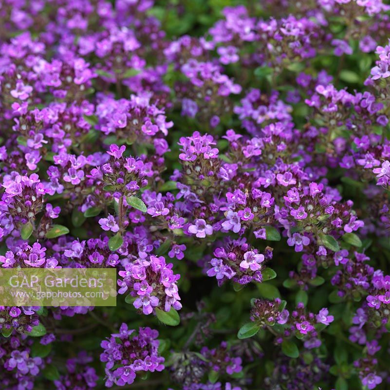 Thymus 'Creeping Lemon' - also T. pulegioides 'Kurt', thyme, an aromatic, evergreen herb, very low-growing and good for ground cover. Has both culinary and medicinal uses.