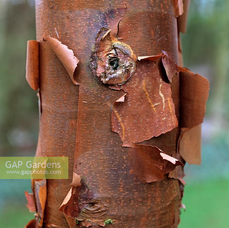 Acer griseum, paper bark maple, has peeling, orange-brown bark on slender trunks. Interesting winter bark.