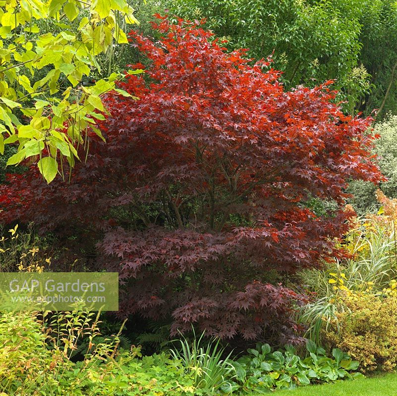 Acer palmatum, Japanese maple, its foliage turning red in autumn.