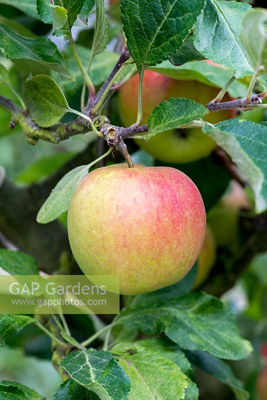 Malus 'Meridia' is an English desert apple with good disease resistance. It is a cross between Cox's Orange Pippin and Falstaff.