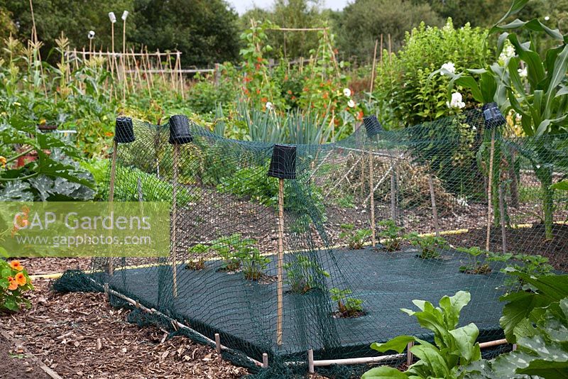 An allotment in mid summer - Strawberry plants planted through membrane and covered with protective netting