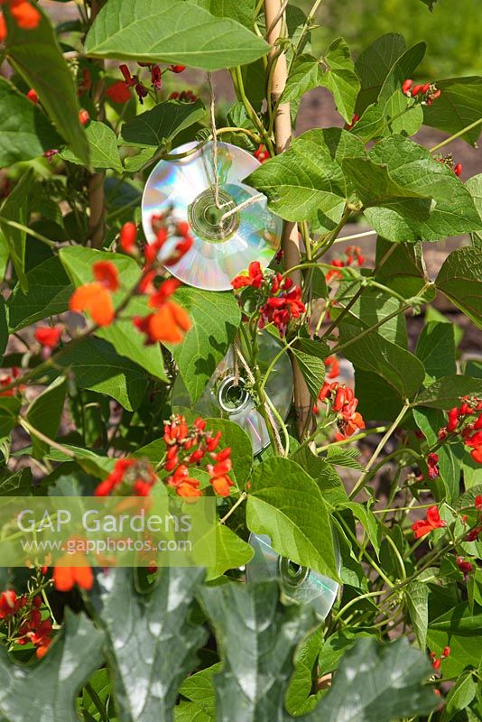 Runner beans with old CDs tied on string as a bird scarer