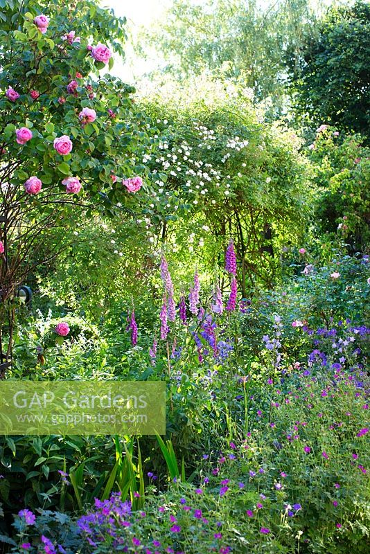 Rose garden with Rosa 'Constance Spry' on the left, digitalis, geranium, climbing rose 'The Garland'