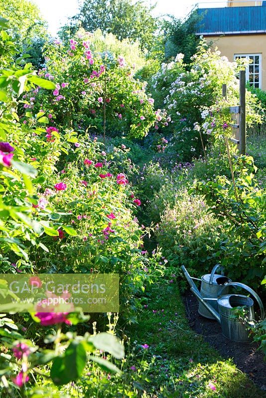 Path leading through rose garden, Rosa 'Ispahan', Rosa gallica 'Officinalis',  'Paul's Himalayan Musk' mixture of geranium, watering cans