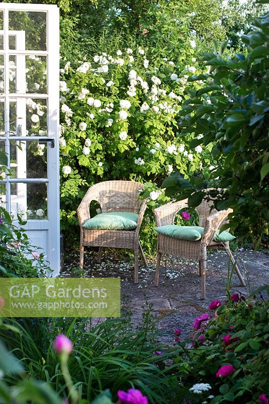 Conservatory leading out to patio in rose garden with wicker chairs and Rosa 'Madame Hardy'
