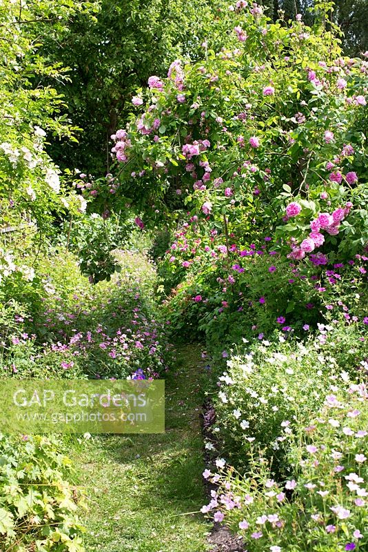 Path leading through rose garden, Rosa 'Ispahan', Geranium psilostemon, Geranium sanguineum 'Alba', mixture of geraniums, geranium flowers in watering can,