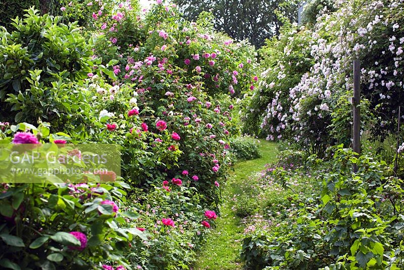 Path leading through rose garden, Rosa 'Ispahan', Rosa gallica 'Officinalis' - The Apothecary's rose , climbing roses, mixture of geranium