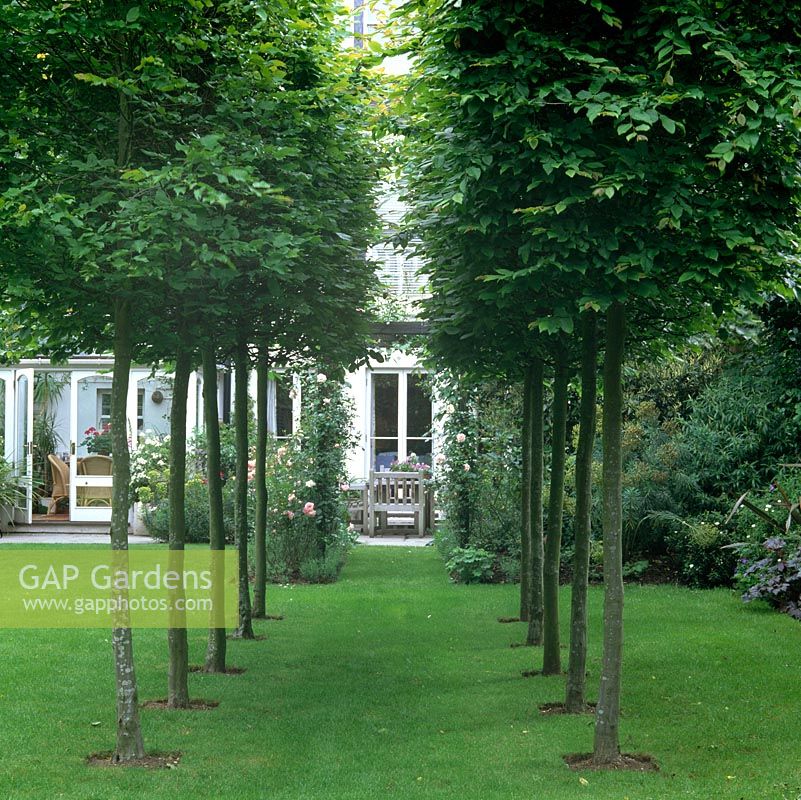 Small avenue created from two lines of box-head pleached hornbeams - Carpinus betulus which add height and structure to a small town garden.