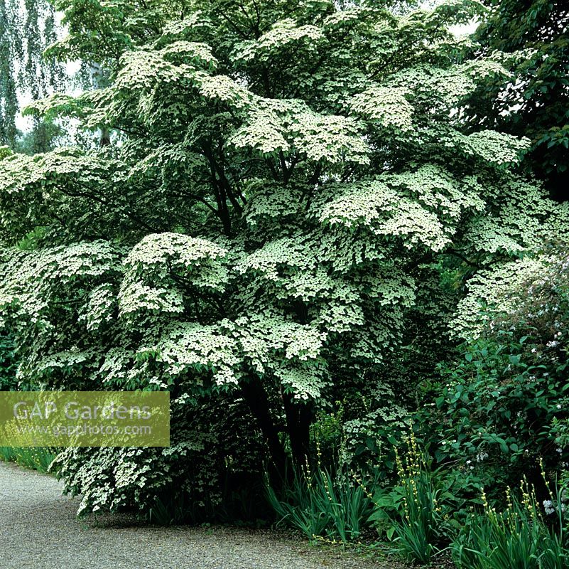 Cornus kousa, deciduous tree with green-white flowers smother tree