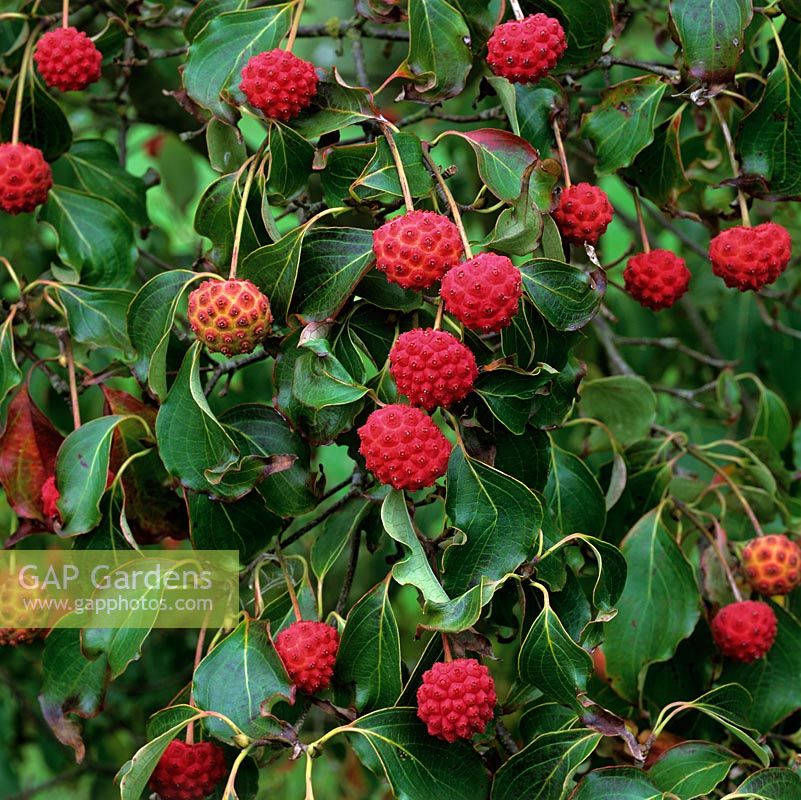 Cornus kousa var. chinensis, deciduous tree with dark green leaves and fleshy red fruit
