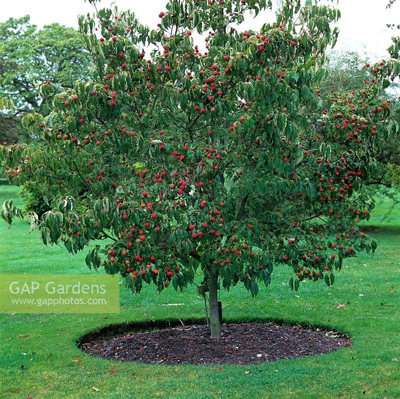Cornus kousa var. chinensis, deciduous tree with dark green leaves with red fleshy fruit